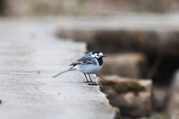 White Wagtail sitting on a wooden path
