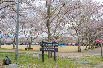 忠元公園の桜の風景