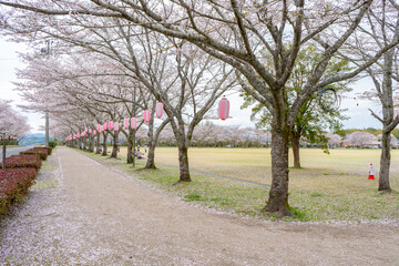 忠元公園の桜の風景