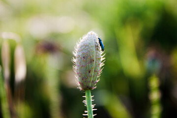 close up of a flower and insect