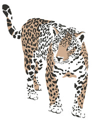 leopard safari animal jungle park tropic Africa savanna graphic art line print clipart scrapbooking sketch wild nature  