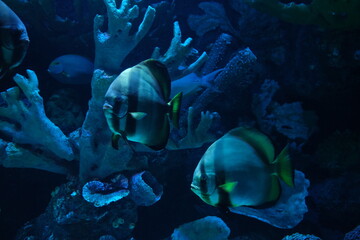Fishes with a decorated background. As one of the biggest aquarium complexes of the world, Antalya Aquarium has tunnel aquarium with a length of 131 meters and width of 3 meters. Tourist attraction. 