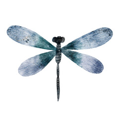 Dragonfly monochromatic dark blue delicate watercolor illustration isolated on white