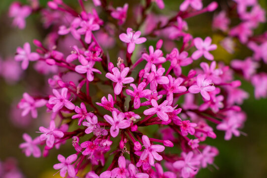 A pink aromatic wildflower grow on rocks. Close up of red valerian in nature. Centranthus rube
