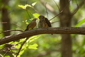 C𝐨𝐦𝐦𝐨𝐧 𝐡𝐚𝐰𝐤 𝐜𝐮𝐜𝐤𝐨𝐨 chick being fed by jungle babblers