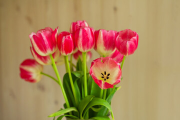 pink tulips on beige background in a gentle embrace. spring blurring background Macro. Tulipa. Liliaceae Family.