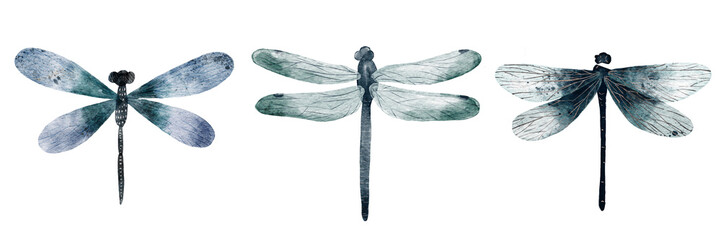 Dragonfly monochromatic dark blue delicate watercolor illustration isolated on white
