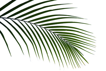Liść palmy- Areca - obrazy, fototapety, plakaty