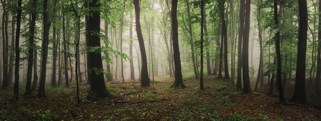 Abwaschbare Fototapete Morgen mit Nebel natural green woods panorama landscape