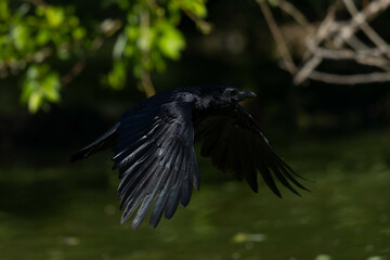 翼を羽ばたかせるハシボソガラス