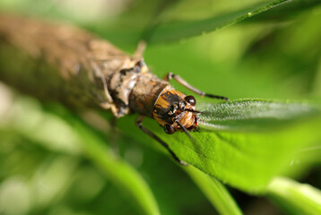 Japanese large dobson fly (Yamatokurosujihebitombo, Parachauliodes japonicus) holding on to a grass stalk (Close up macro photograph on a sunny outdoor)