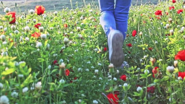 Girl in blue pants and light colors walks across a field with growing wild flowers - poppies, cornflowers and buttercups. High-quality FullHD footage