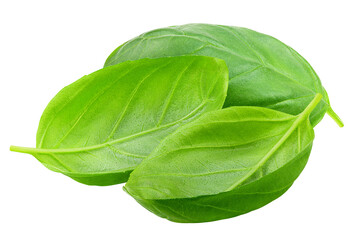 basil, isolated on white background, full depth of field