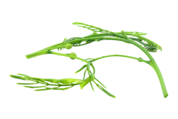 Leucaena an isolated transparent png