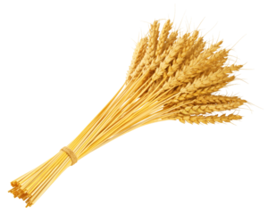 Wheat isolated on white background, full depth of field