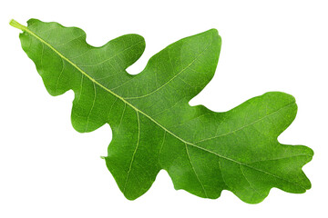 Fototapeta premium oak leaf, isolated on white background, full depth of field