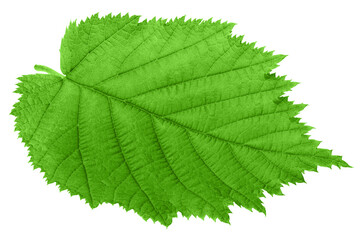 Fototapeta na wymiar hazelnut leaf, isolated on white background, full depth of field