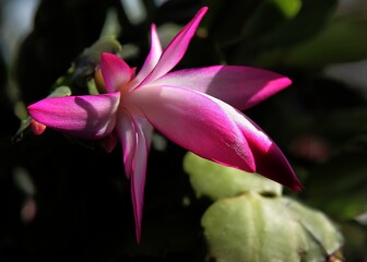 Fototapeta premium pretty purple flowers of Christmas cactus potted plant close up