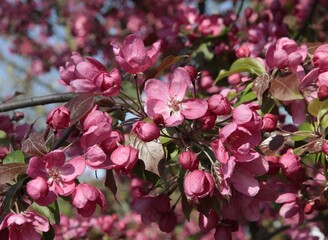 Obraz premium pink flowers of crabapple - malus purpurea tree at spring close up