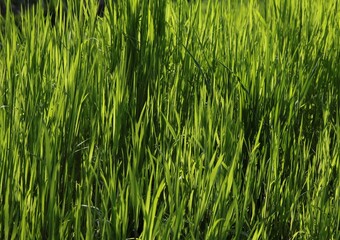 growing fresh,green grass on ,meadow at spring