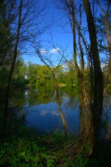 Obraz premium Forest lake with reflections