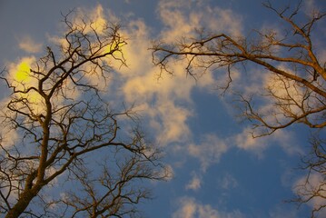 Blue sky with yellow clouds and some branches