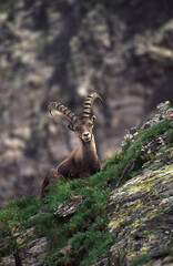 alpine ibex (capra ibex) stambecco