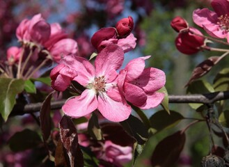 Fototapeta na wymiar pink flowers of crabapple - malus purpurea tree at spring close up
