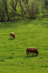 Krowy pasące się na pastwisku wiosną, krajobraz Słowacji.
