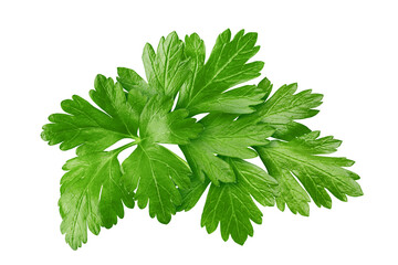 Parsley isolated on white background, full depth of field