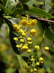yellow small flowers of berberis bush at spring close up