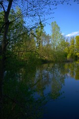 Fototapeta na wymiar Trees by the lake