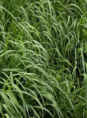 Obraz premium growing fresh,green grass on ,meadow at spring