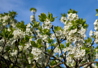blossoming apple tree in spring macro 