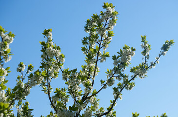 leaves against blue sky in blossom 