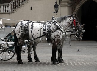 traditional cabs and cab-horses as transport for tourists  in Krakow