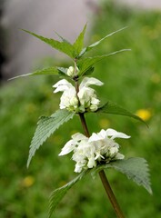 white flowers of dead nettle herb close up