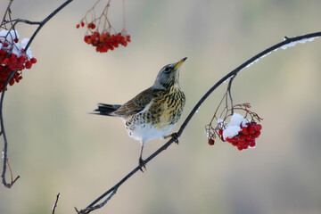 Bird fieldfare (Turdus pilaris) Cesena