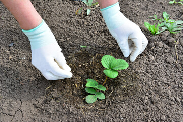 A person wearing garden gloves is planting a plant in the garden