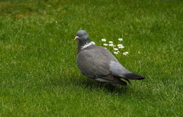 wood pigeon looking for food,ringeltaube auf futtersuche