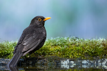 male Blackbird Turdus merula on the forest puddle amazing warm light sunset sundown