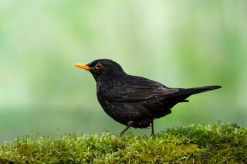 male Blackbird Turdus merula on the forest puddle amazing warm light sunset sundown