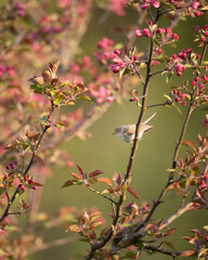 Small bird - Chiffchaff Phylloscopus collybita perched on tree, spring time