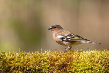 Bird chaffinch Fringilla coelebs perching on forest puddle, spring time