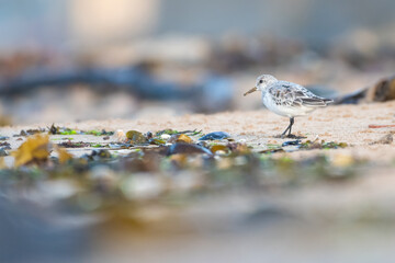 Sanderling (Calidris alba) feeding on the beach, Fife, Scotland