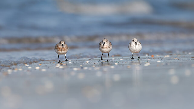 Three sanderlings (Calidris alba) running along the shore, Fife, Scotland