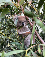 Obraz premium Young Koala