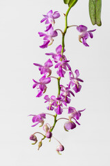 Closeup view of colorful cluster of purple pink and white flowers of aerides crassifolia aka thick-leafed aerides tropical epiphytic orchid species isolated on white background