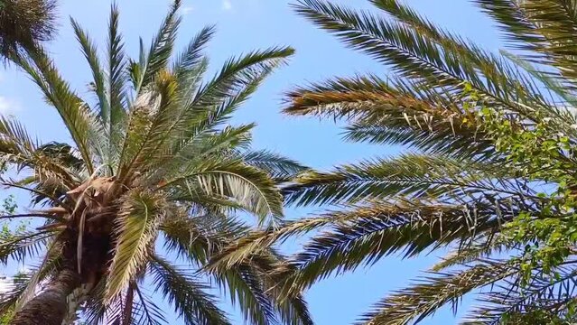Green palm trees against a blue sky
