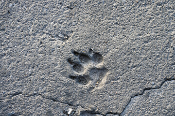 Imprint of a dog paw in crumbly concrete on an old road, gray background texture with animal theme,...